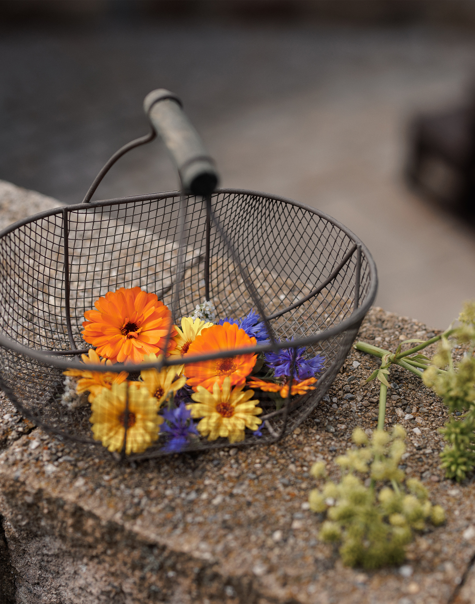 Buntes aus dem Garten